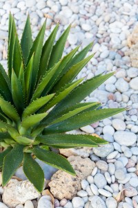 pianta aloe vera