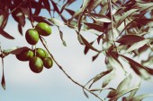 piante alberi cristiani