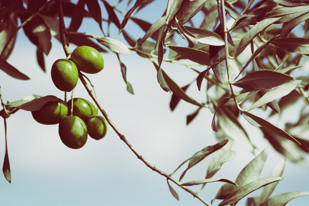 Alberi e piante nella tradizione cristiana