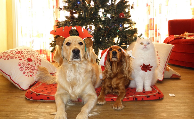 Foto Con Luci Di Natale Addosso.Dove Mettere L Albero Di Natale In Casa Holyblog