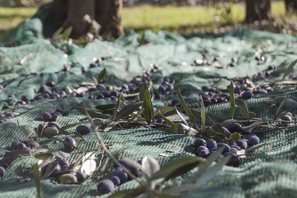 olio ulivo