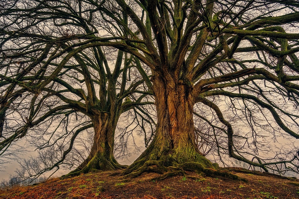 L'Albero della Vita esiste davvero? L'Albero della Vita esiste davvero?