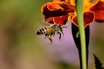 propolis prodotti