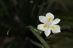 nardo fiore