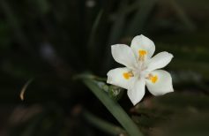 nardo fiore