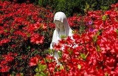 madonna del roseto
