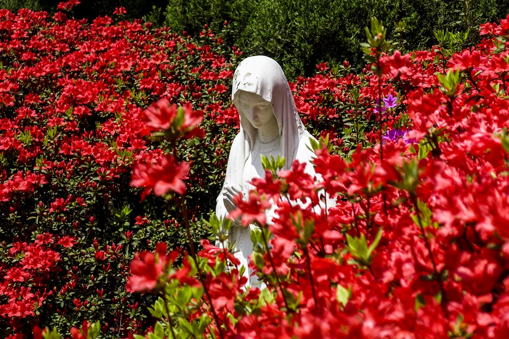La Madonna del Roseto rappresentata da vari artisti