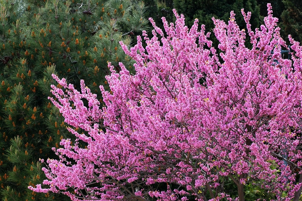 Vera Albero Di Giuda (Cercis Siliquastrum) - Pianta Con Fiori Rosa E Baccelli Viola | Deciduo Albero Di Giuda Pianta
