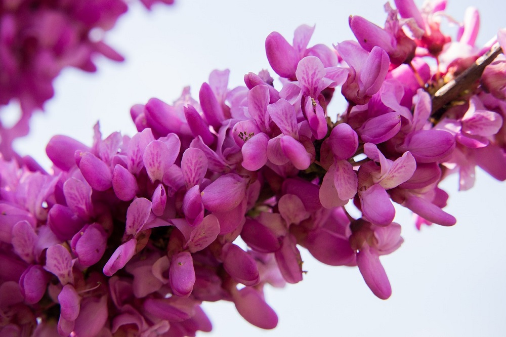 fiori cercis