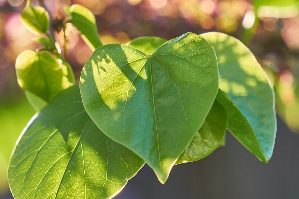 foglia a cuore cercis