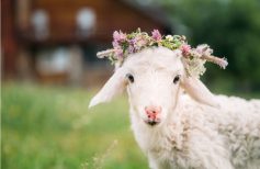 Gli animali simboli della Pasqua cristiana