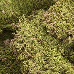muschio naturale per presepe 500 gr.