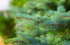 profumatore per albero di natale