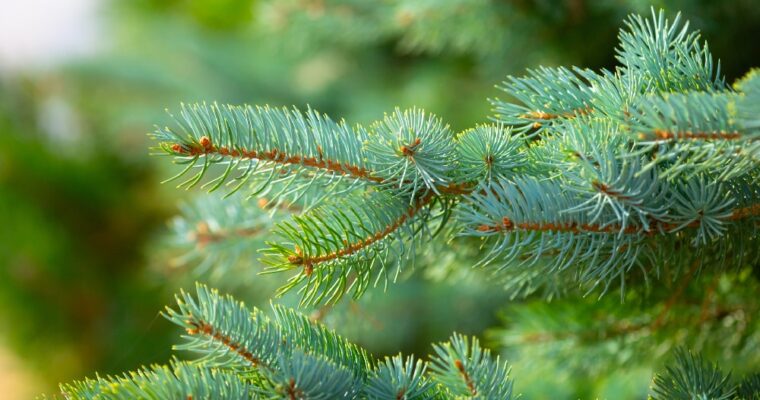 Profumatori per l’albero di Natale: una chicca durante le festività