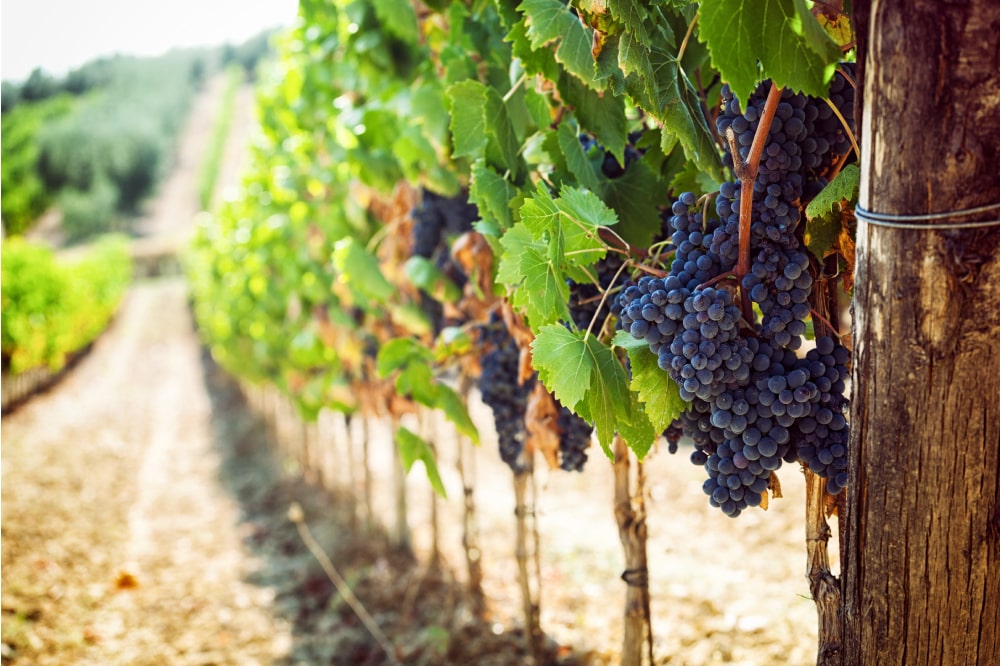 Sant’Urbano, il patrono dei vignaioli