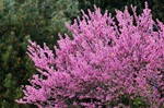 Cercis Siliquastrum