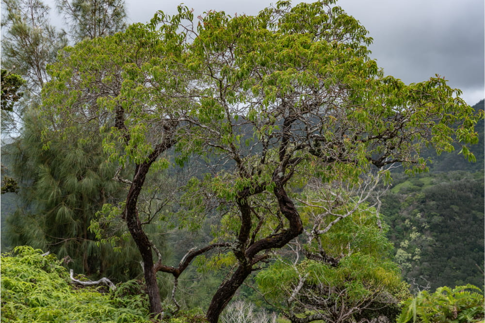 albero di sandalo